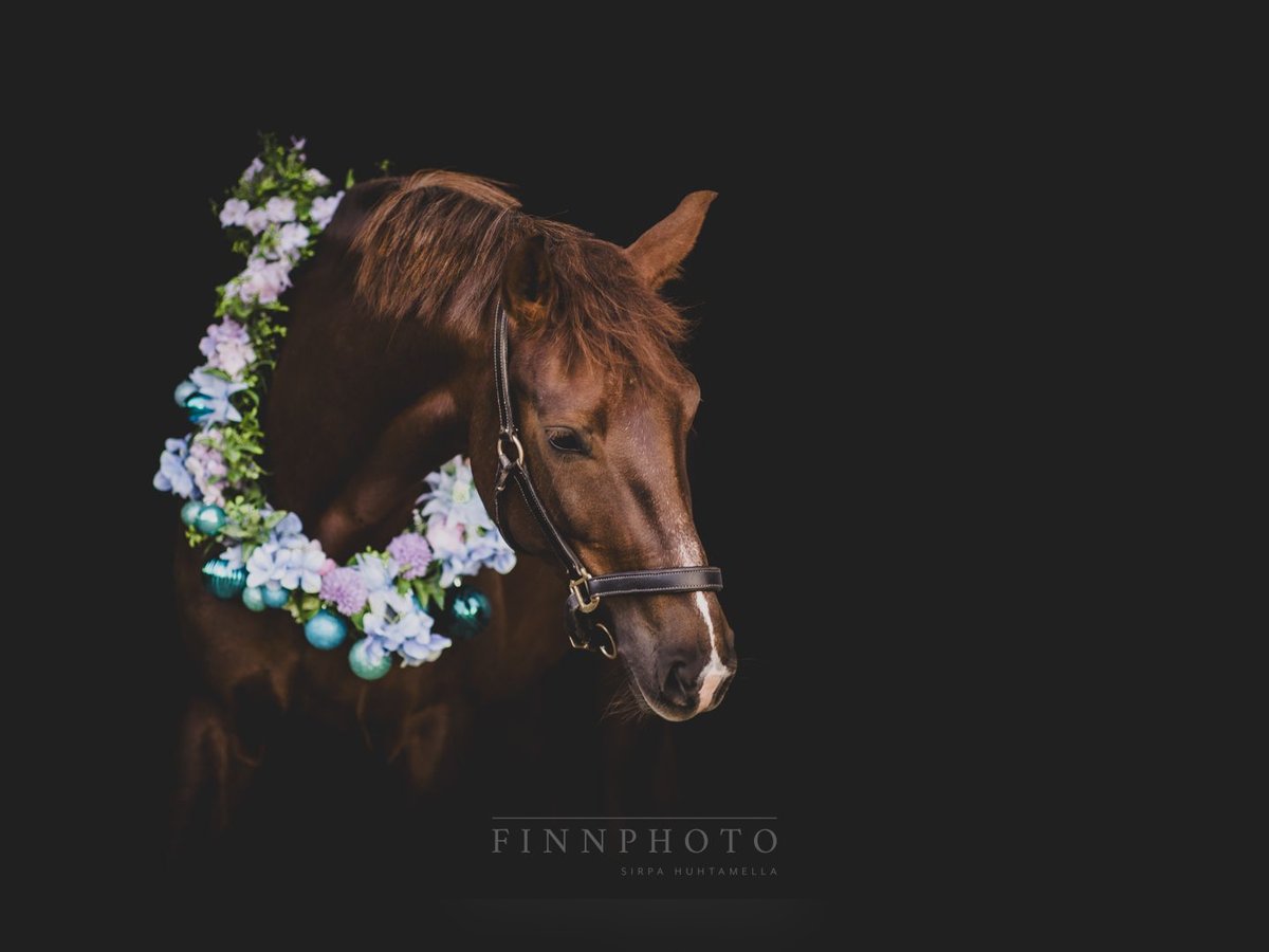 Oldenburg Mare 6 years 16,1 hh Chestnut in Rheinberg