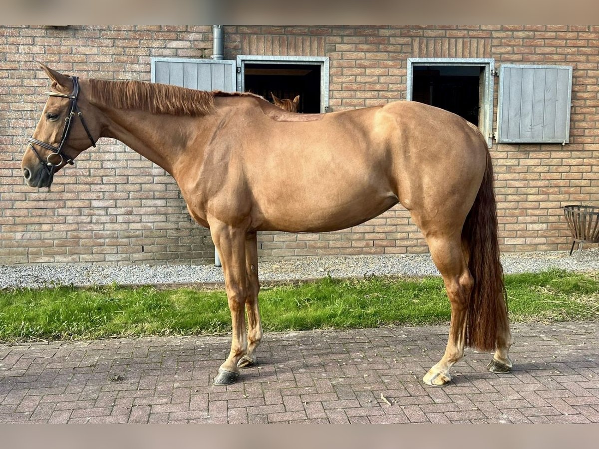 Oldenburg Mare 6 years 16,1 hh Chestnut-Red in Bladel