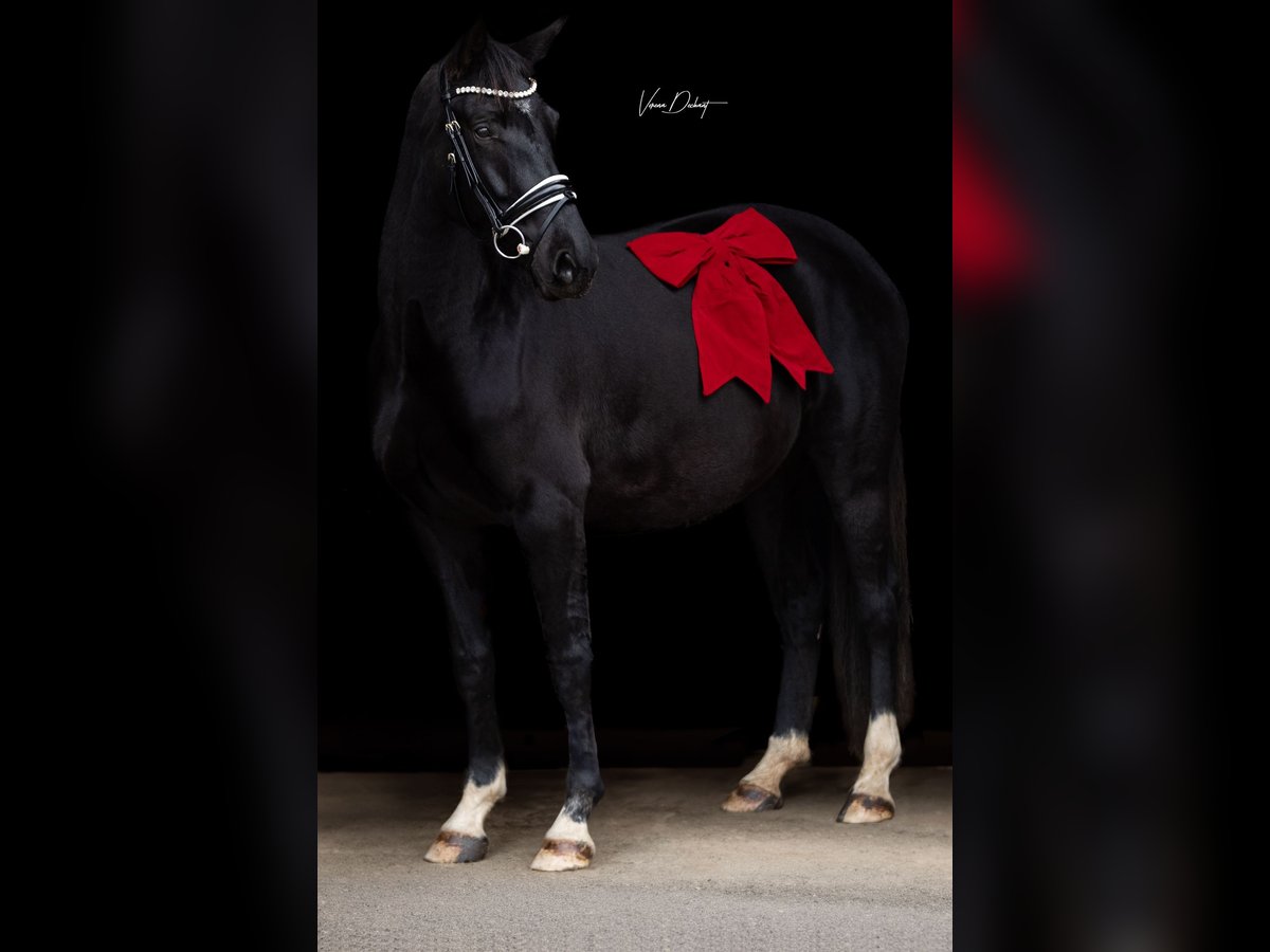 Oldenburg Mare 6 years 16,2 hh Black in Reichertsheim