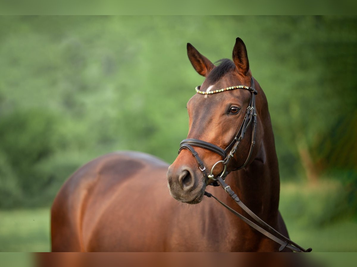 Oldenburg Mare 6 years 16,3 hh Bay-Dark in Ebenweiler