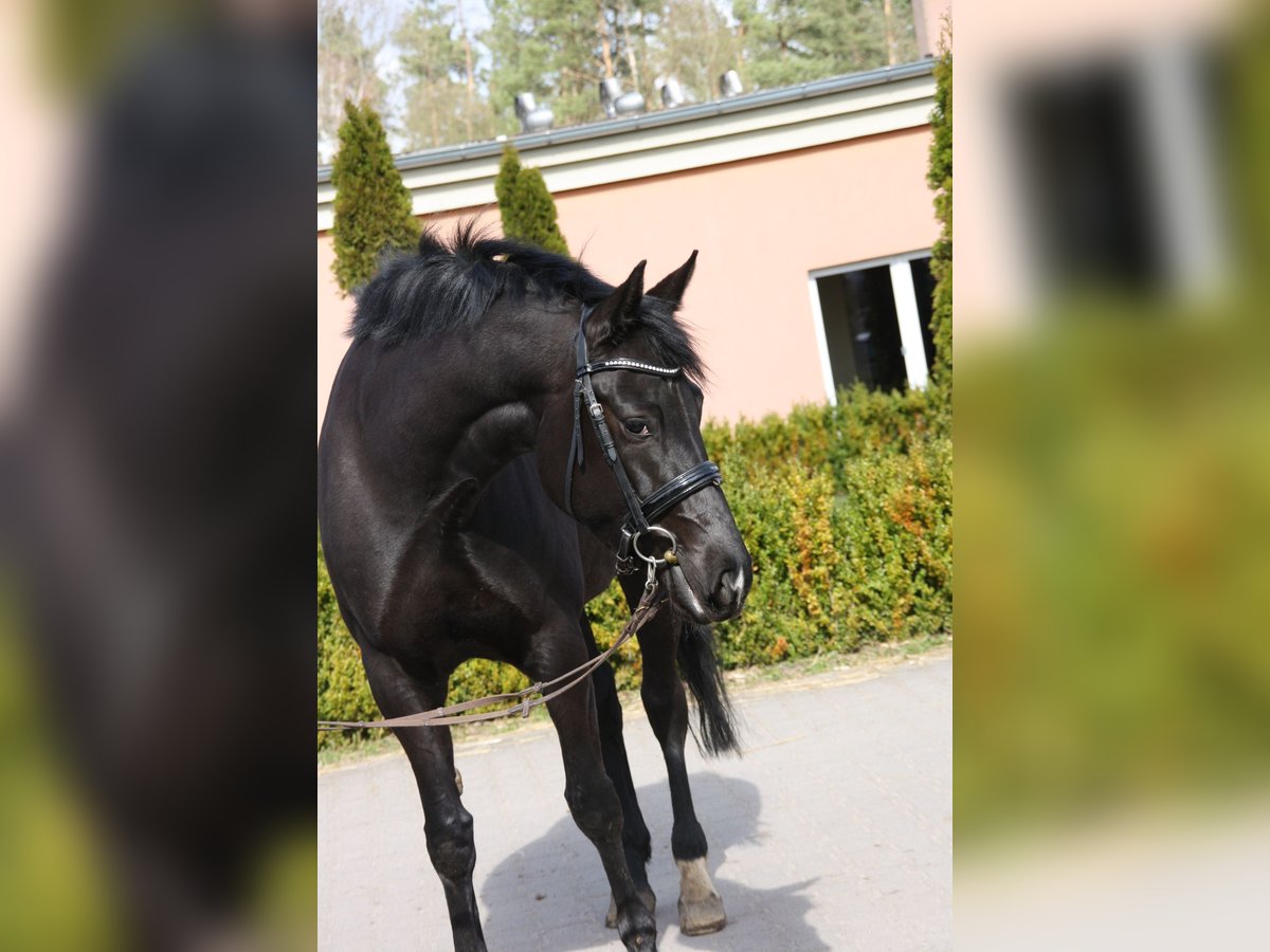 Oldenburg Mare 6 years 16 hh Black in Rothenburg/Oberlausitz