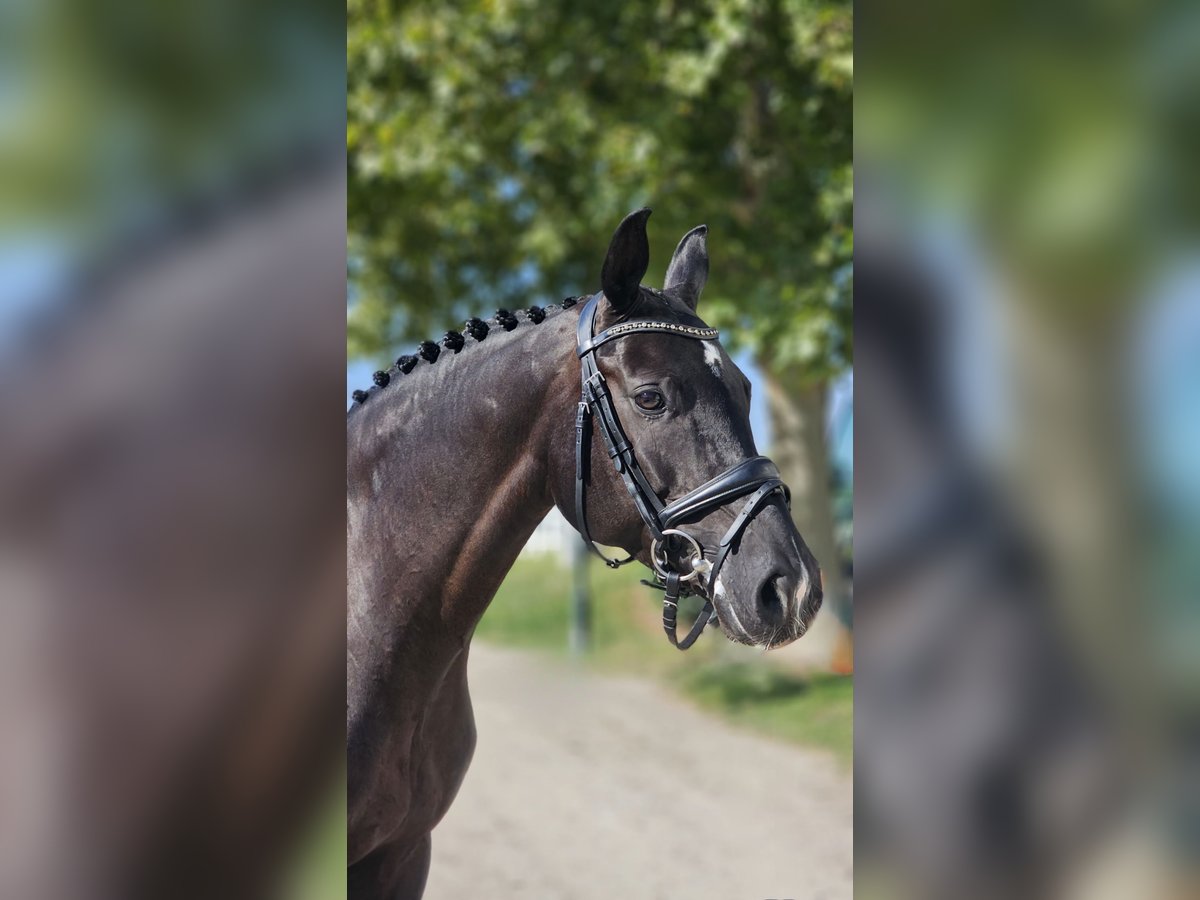 Oldenburg Mare 6 years 16 hh Black in Ebreichsdorf