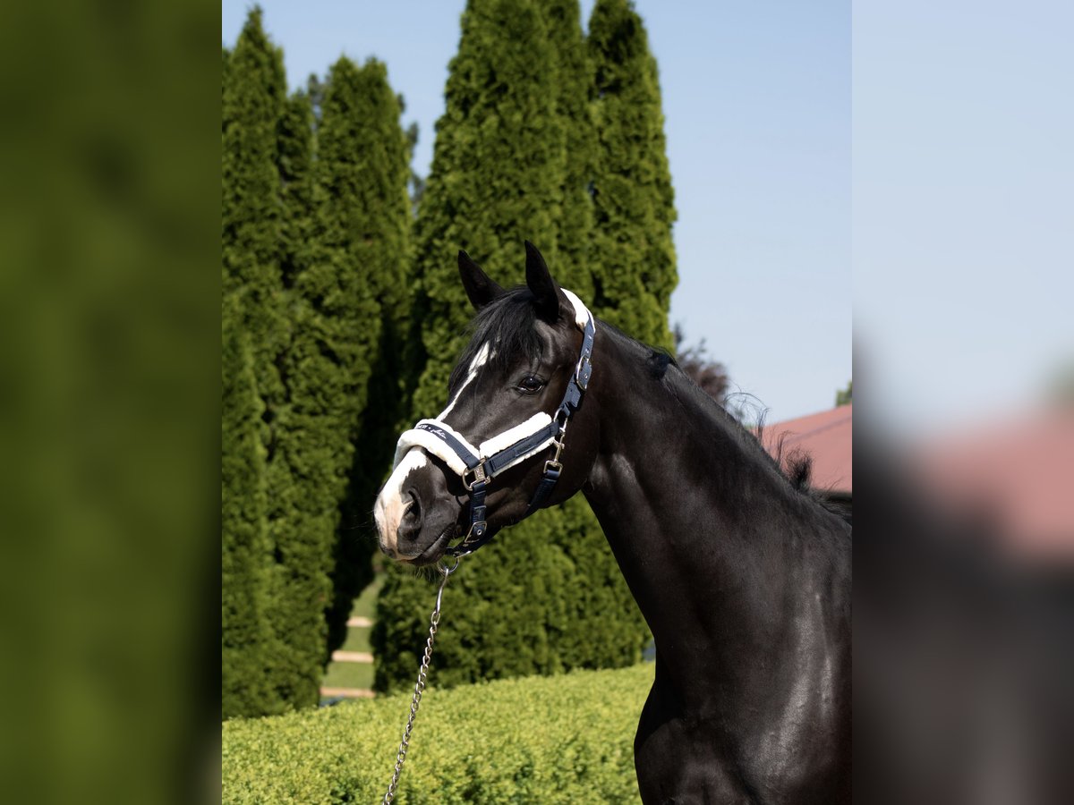 Oldenburg Mare 6 years 16 hh Black in Bodenkirchen