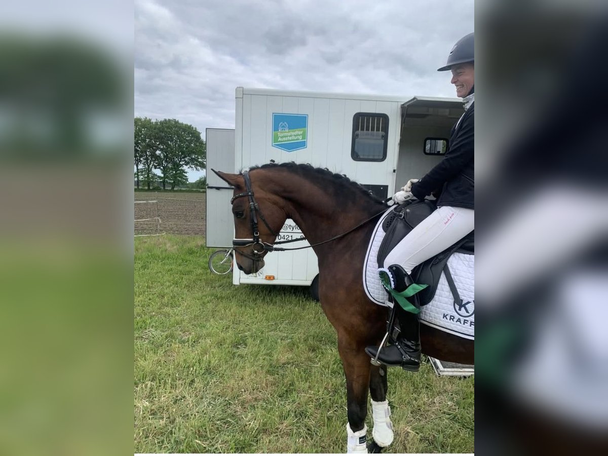 Oldenburg Mare 6 years 16 hh Brown in Hepstedt