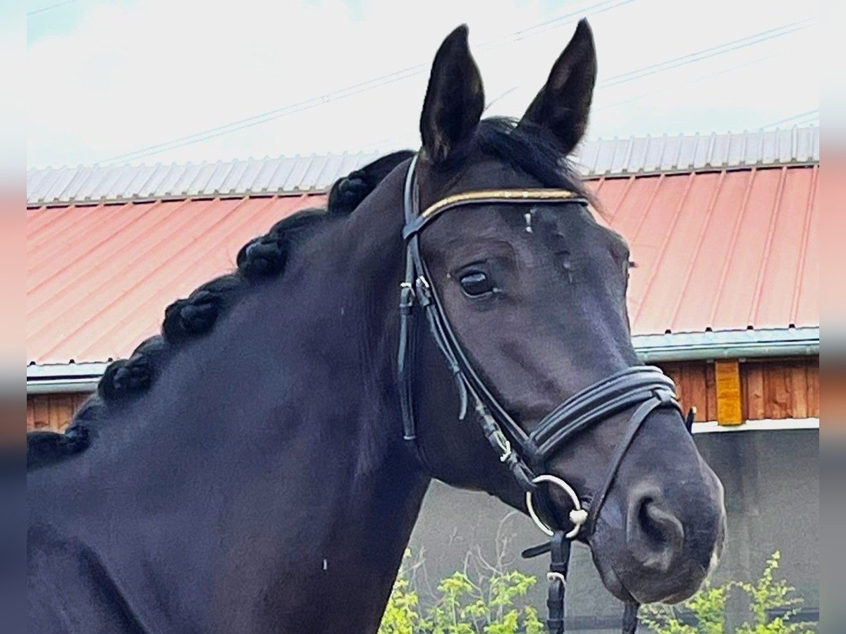 Oldenburg Mare 6 years 16,1 hh Black in Wernau