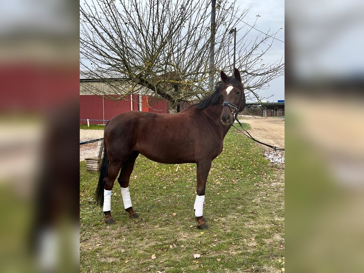 Oldenburg Mare 6 years 16,1 hh Brown in Fuldabr&#xFC;ck