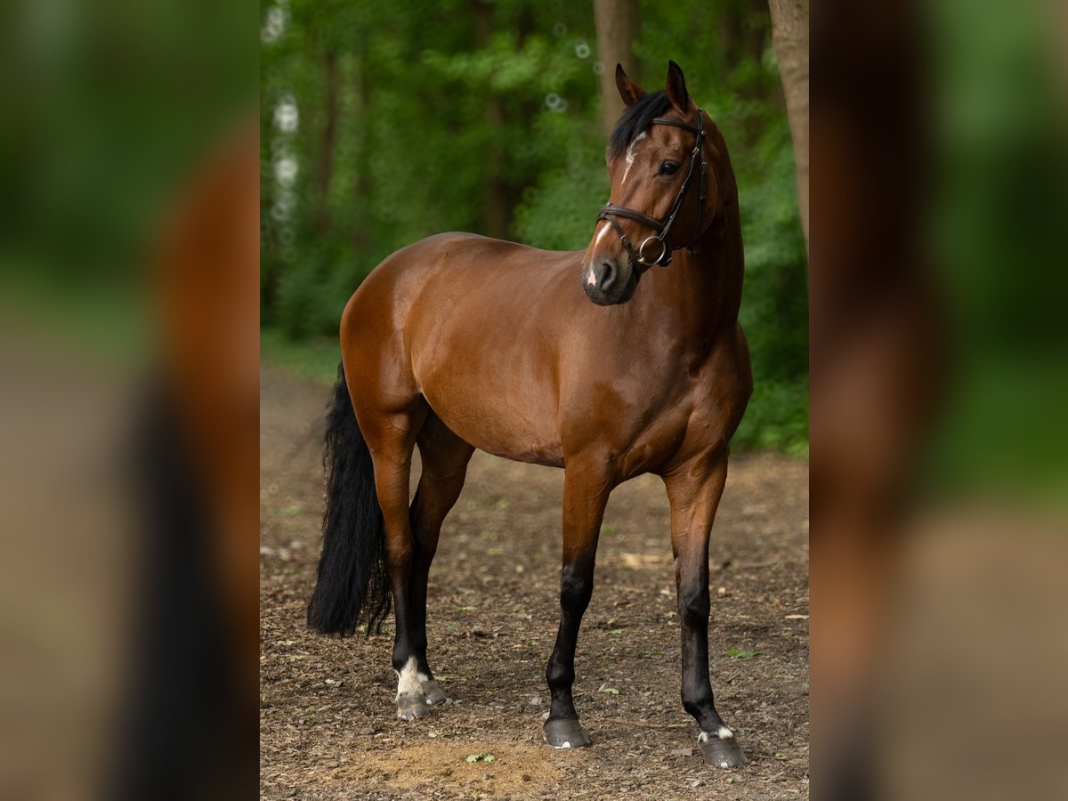 Oldenburg Mare 6 years 16,1 hh Brown in Warendorf