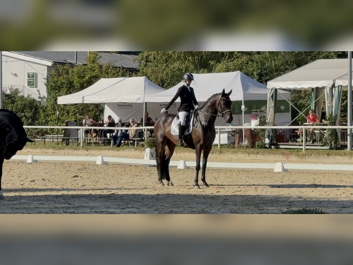 Oldenburg Mare 6 years 16,2 hh Bay-Dark in Dortmund