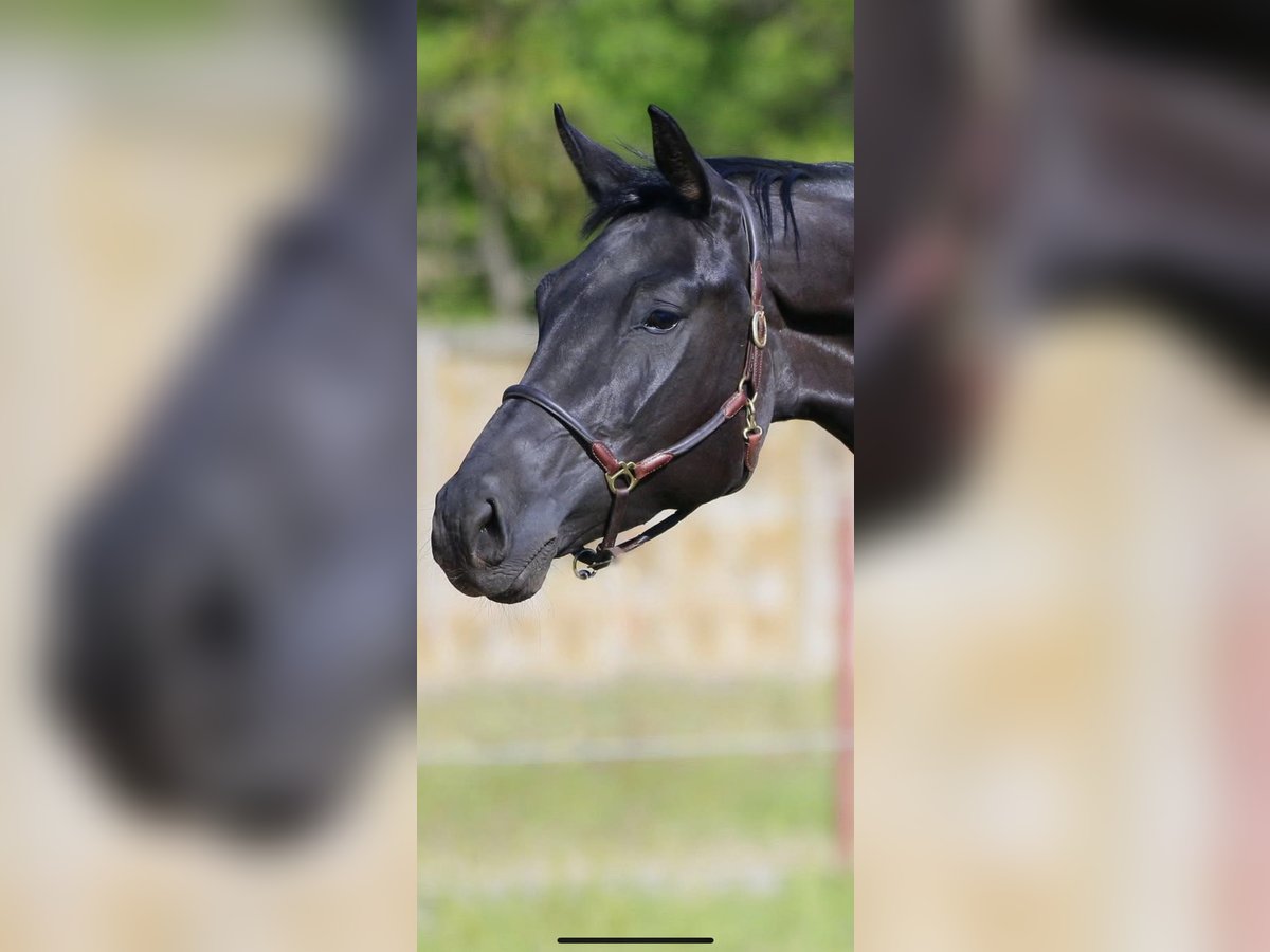 Oldenburg Mare 6 years 16,2 hh Black in Vechta