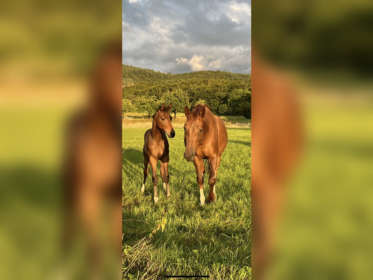 Oldenburg Mare 6 years 16,2 hh Chestnut-Red in F&#xFC;rth
