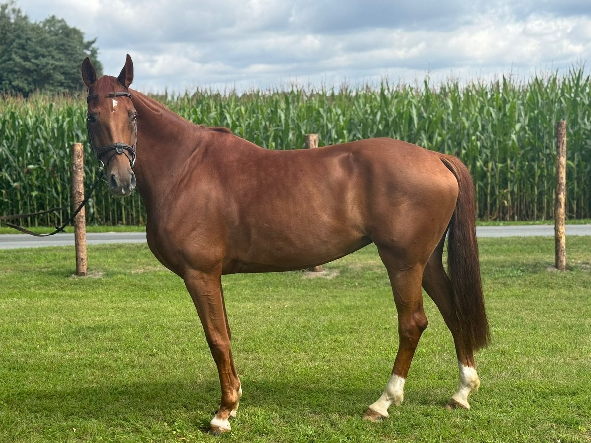 Oldenburg Mare 6 years 16,2 hh Chestnut-Red in Versmold