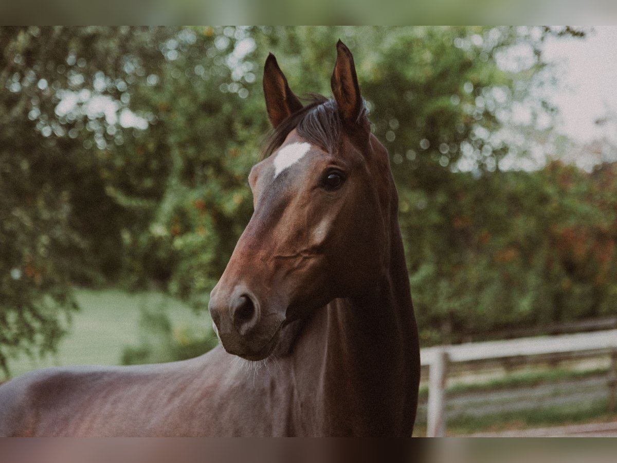Oldenburg Mare 6 years 16,3 hh Bay-Dark in Hattingen