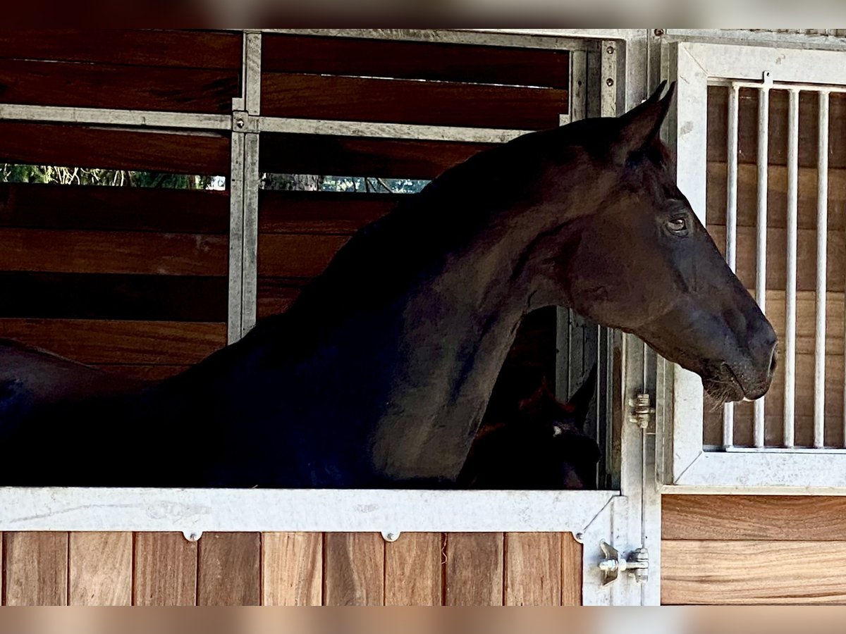 Oldenburg Mare 6 years 16,3 hh Black in Vechta
