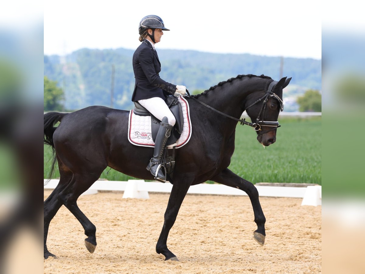 Oldenburg Mare 6 years 16,3 hh Black in Sankt Wolfgang