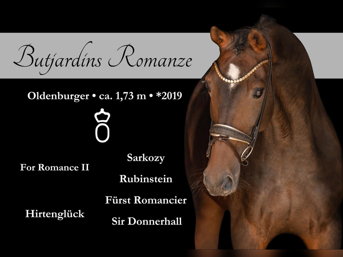 Oldenburg Mare 6 years 17 hh Brown in Wehringen