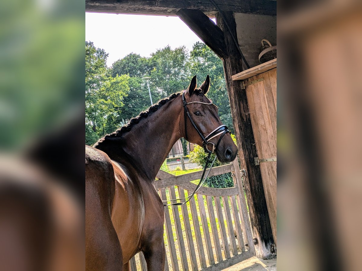 Oldenburg Mare 6 years 17,1 hh Bay-Dark in Wardenburg