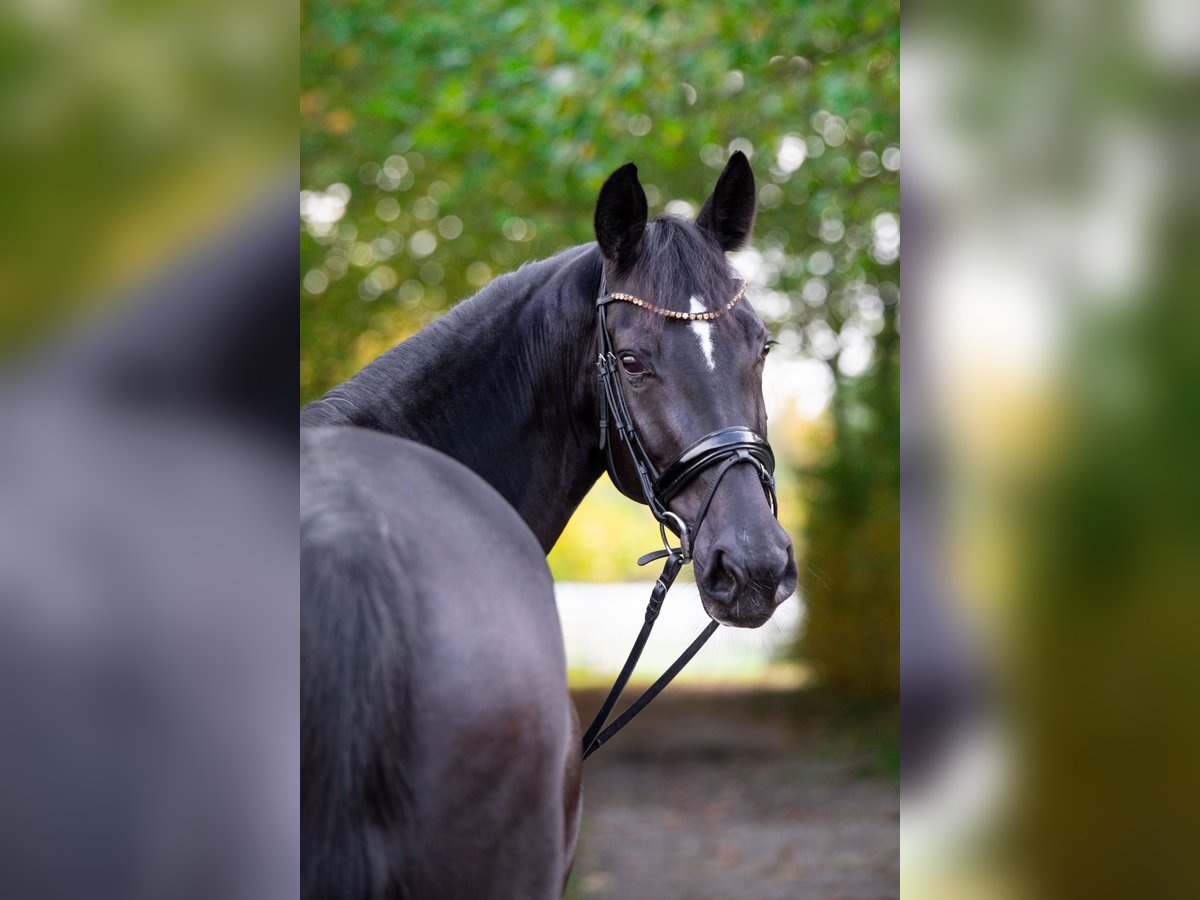 Oldenburg Mare 6 years 17,2 hh Black in Unna