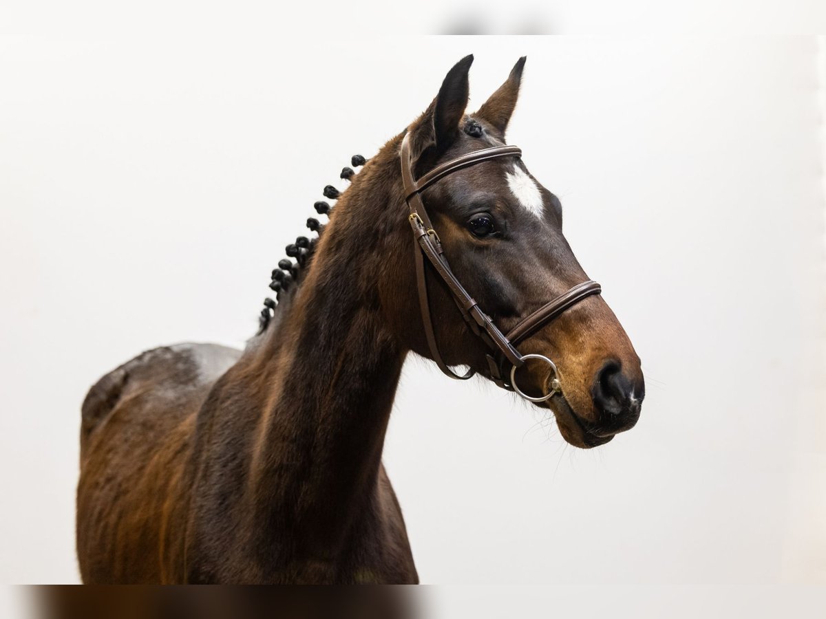 Oldenburg Mare 7 years 15,2 hh Bay-Dark in Waddinxveen