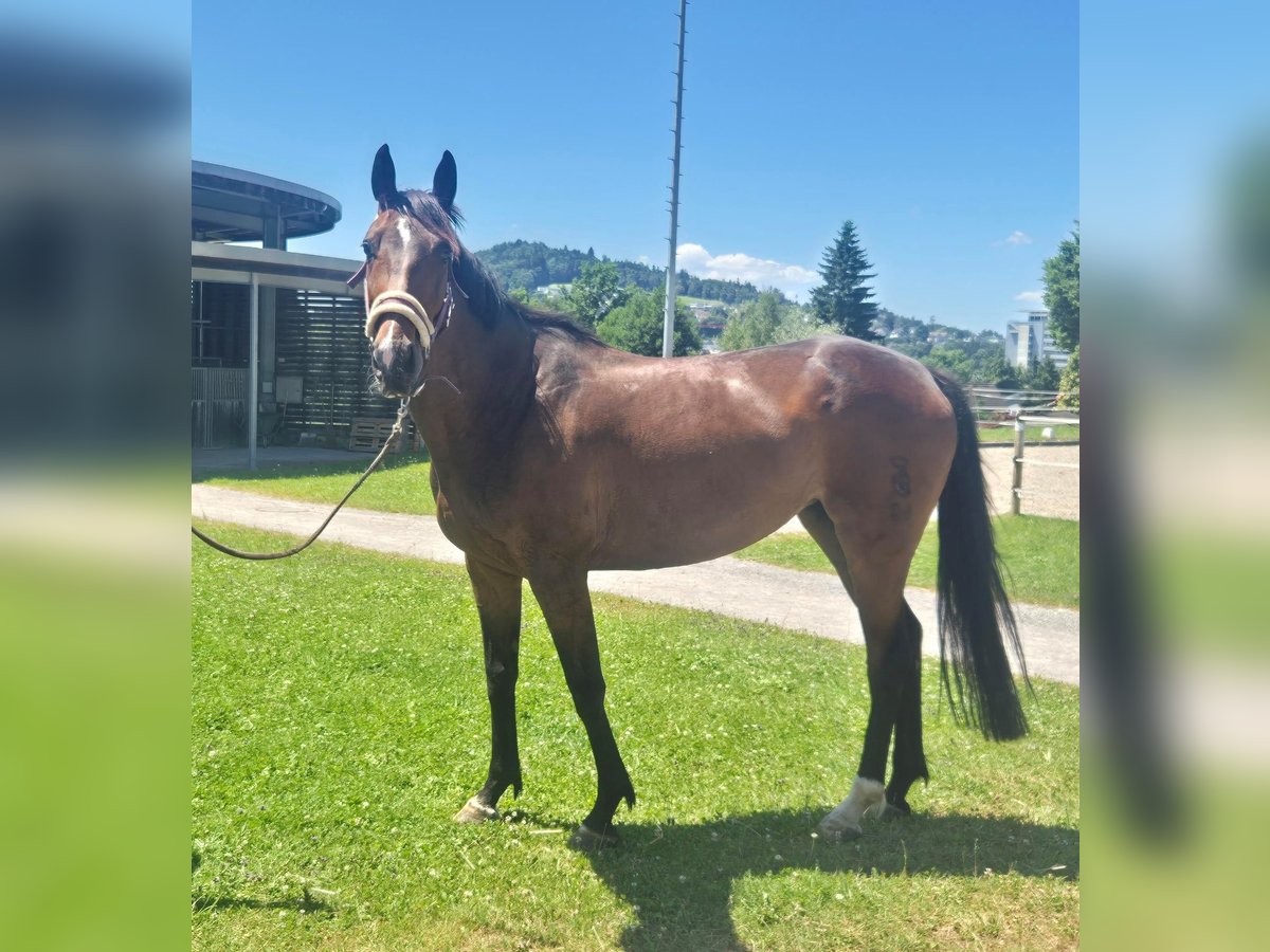 Oldenburg Mare 7 years 15,2 hh Bay-Dark in Arnegg