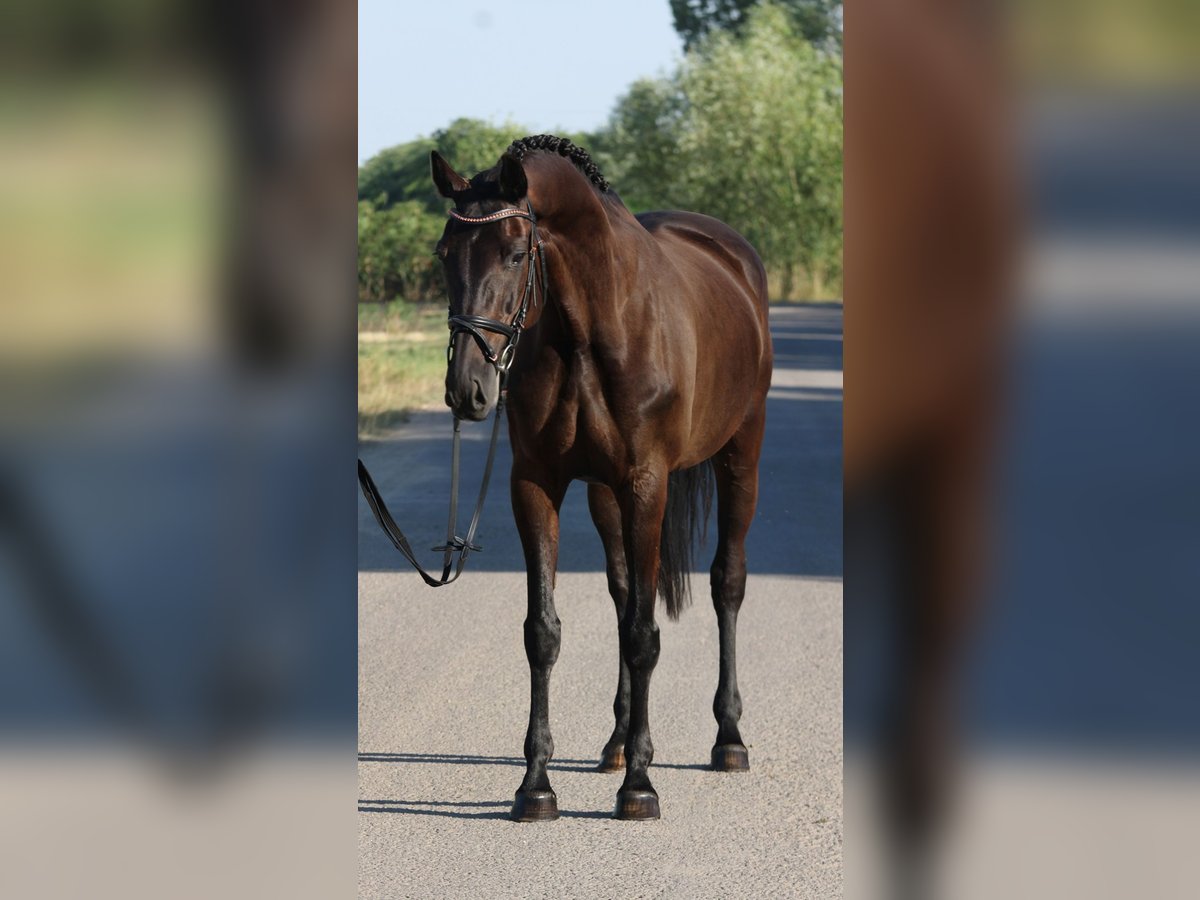 Oldenburg Mare 7 years 16,1 hh Bay-Dark in Csabacs&#x171;d