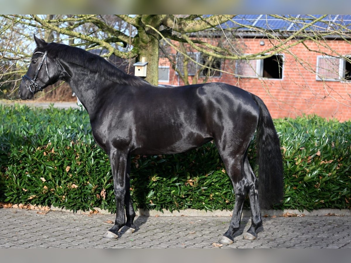 Oldenburg Mare 7 years 16,1 hh Black in Sassenberg