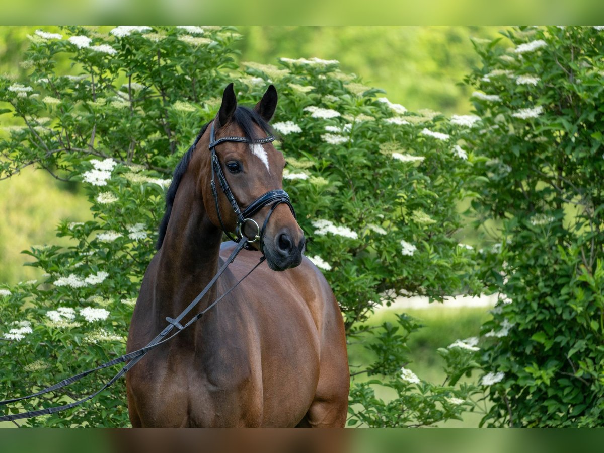 Oldenburg Mare 7 years 16,1 hh Brown in Innsbruck