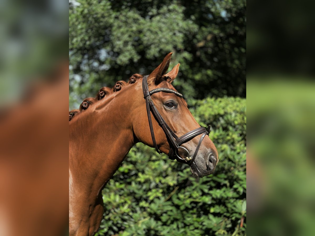 Oldenburg Mare 7 years 16,1 hh Chestnut-Red in Osterholz-Scharmbeck