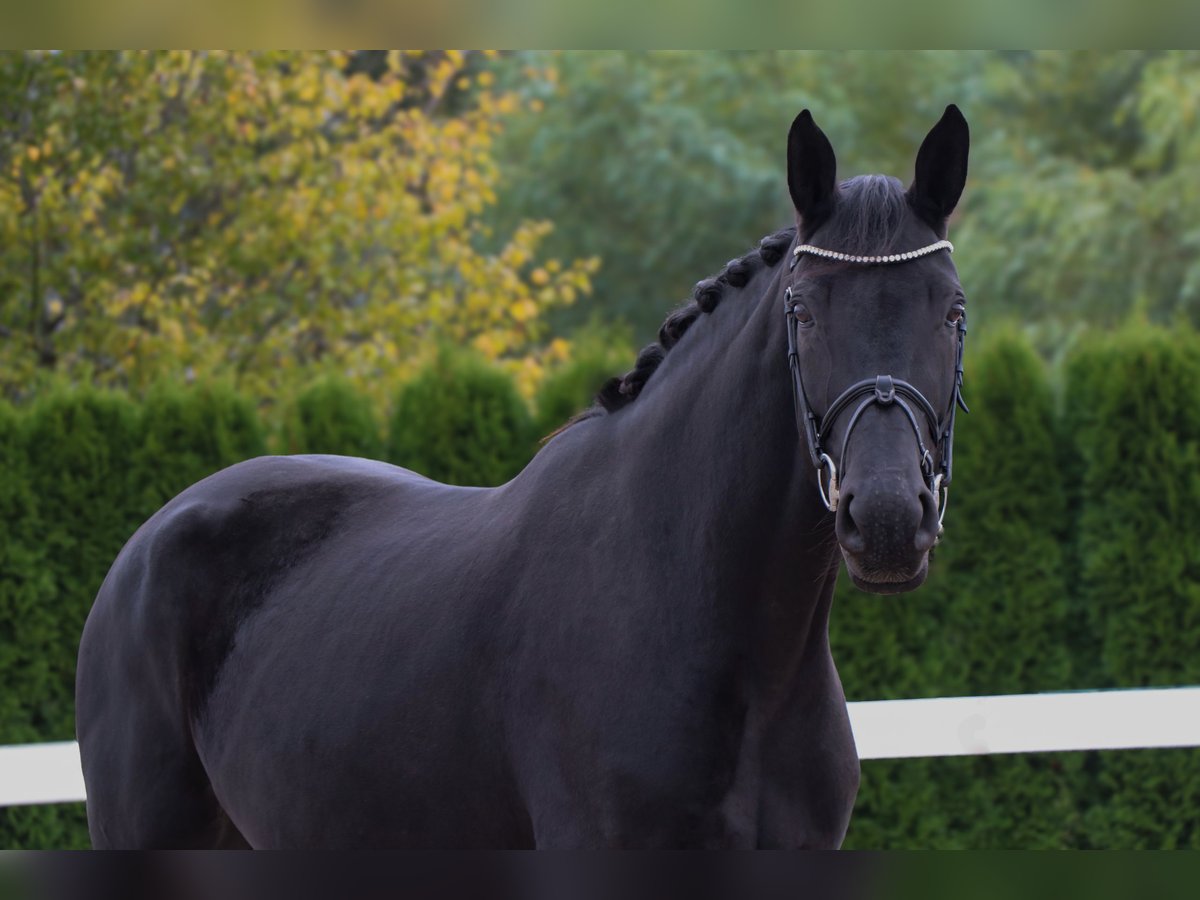 Oldenburg Mare 7 years 16,2 hh Black in Schwäbisch Hall