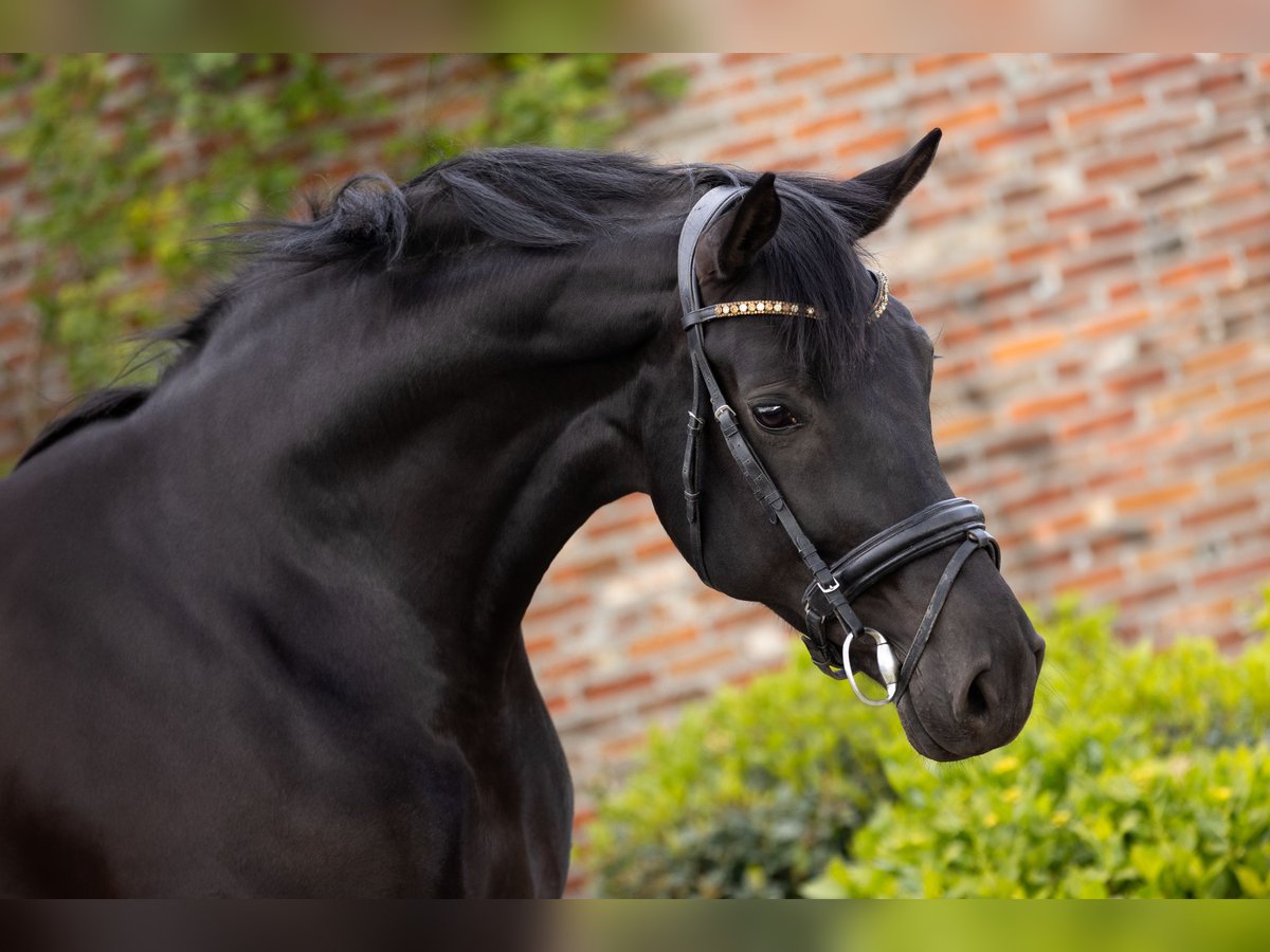 Oldenburg Mare 7 years 16,2 hh Smoky-Black in Ranst