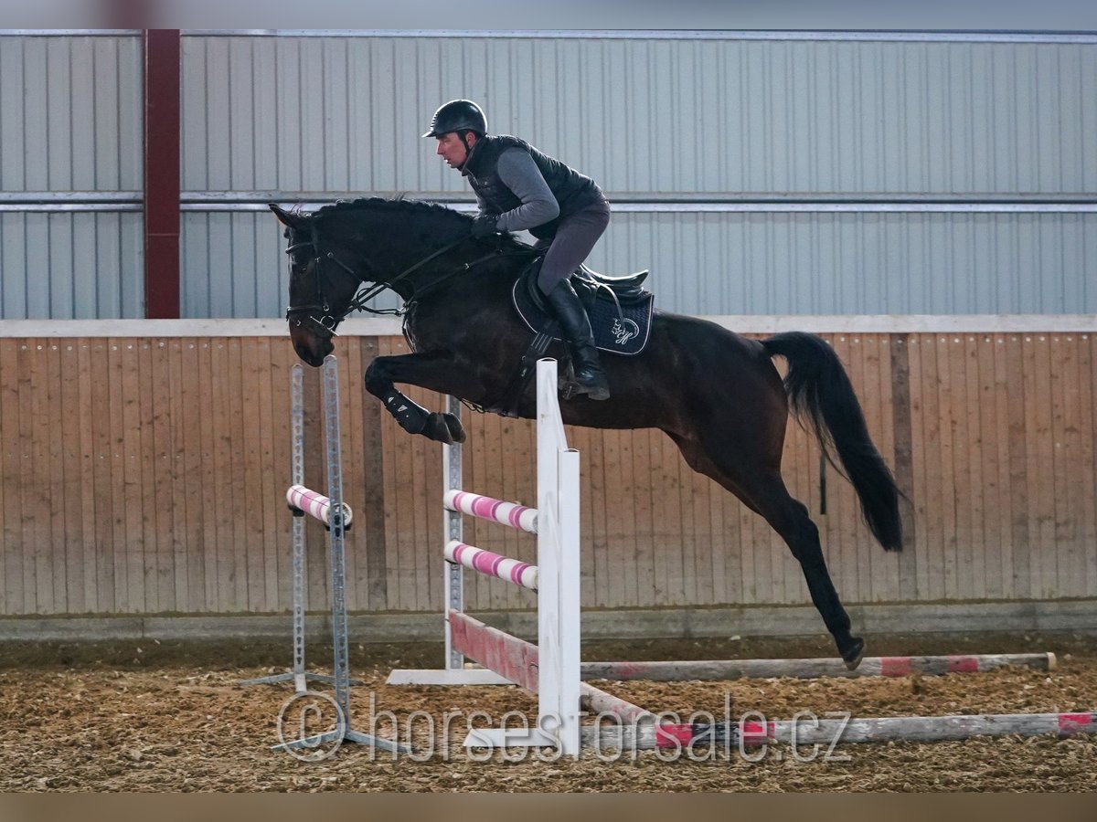 Oldenburg Mare 7 years 16,2 hh Smoky-Black in Ceske Budejovice