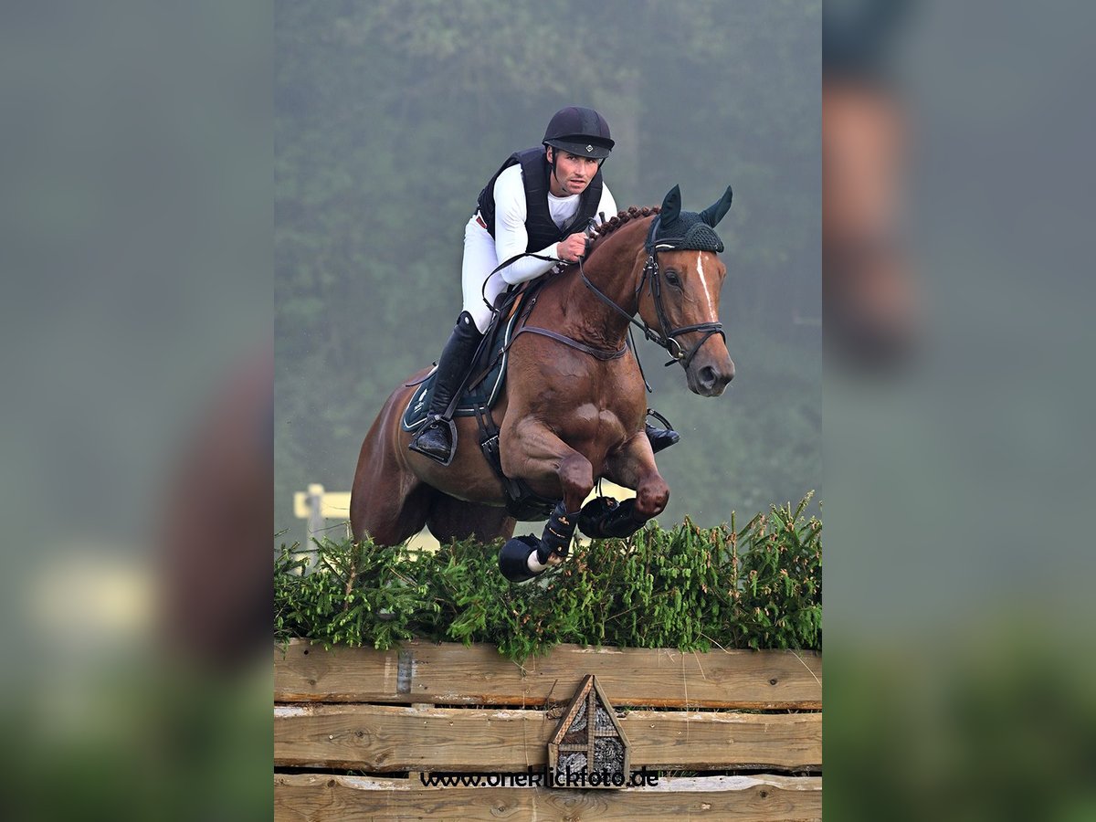 Oldenburg Mare 7 years 16,3 hh Chestnut-Red in Büttelborn