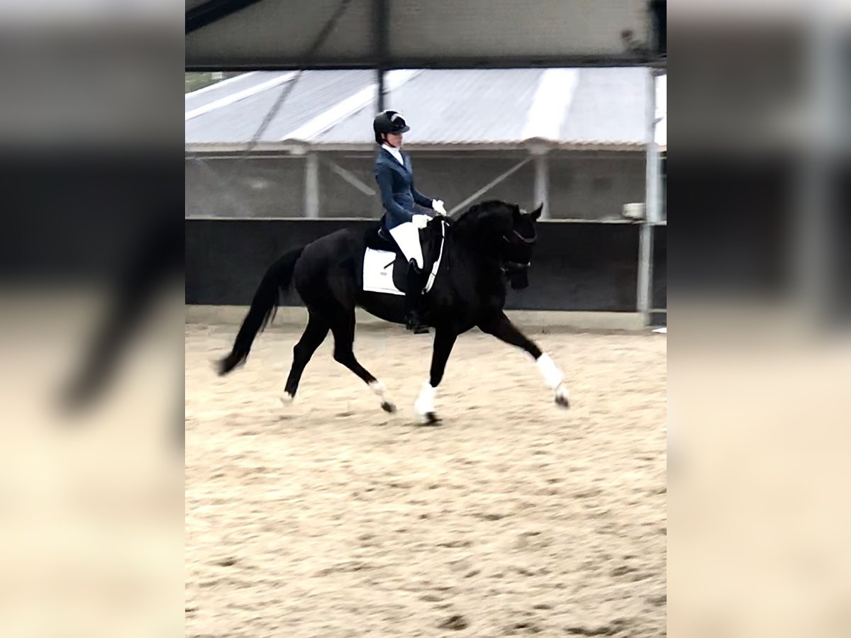 Oldenburg Mare 7 years 16 hh Black in Neerkant