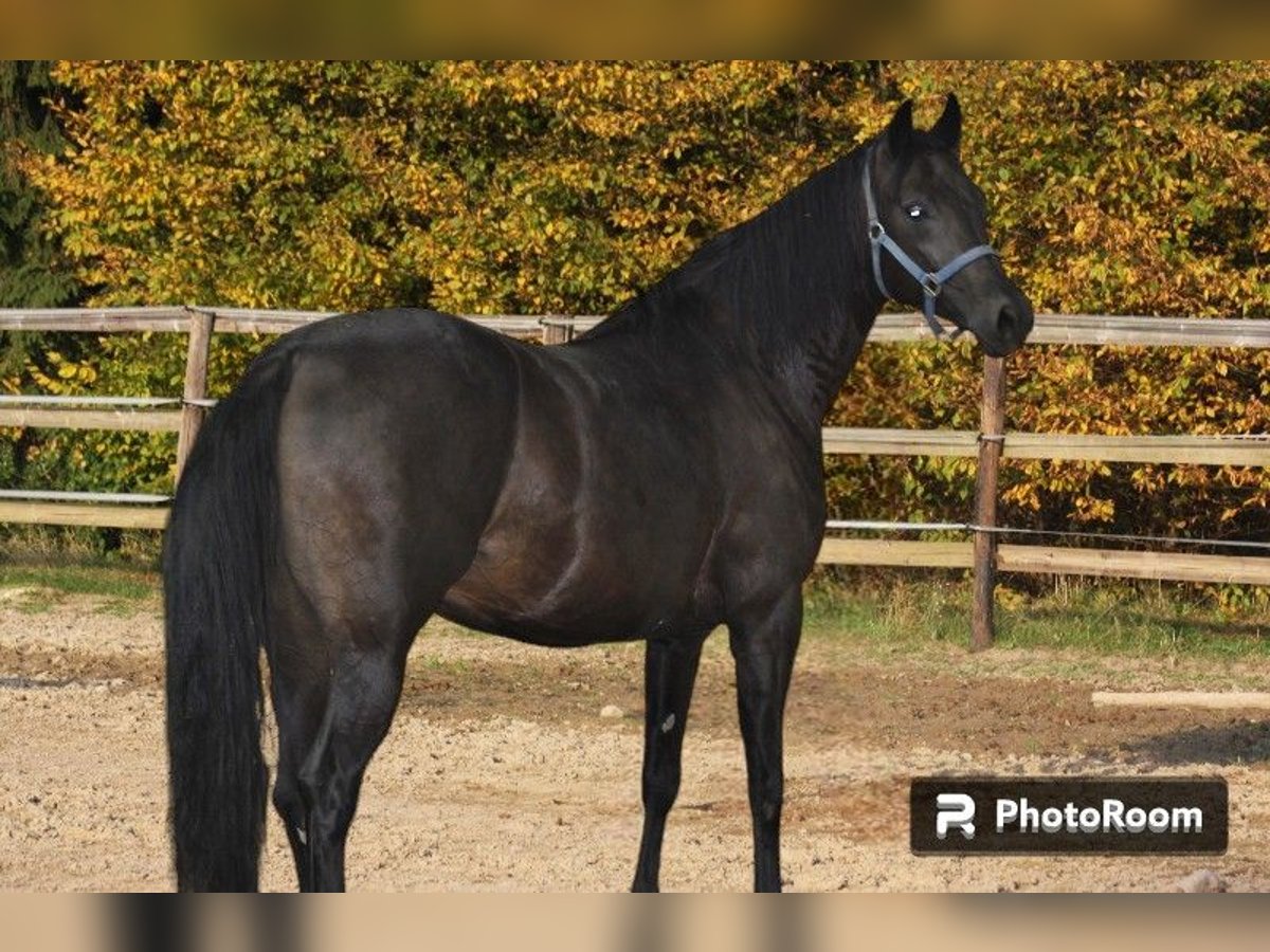 Oldenburg Mare 7 years 16 hh Smoky-Black in Radeburg