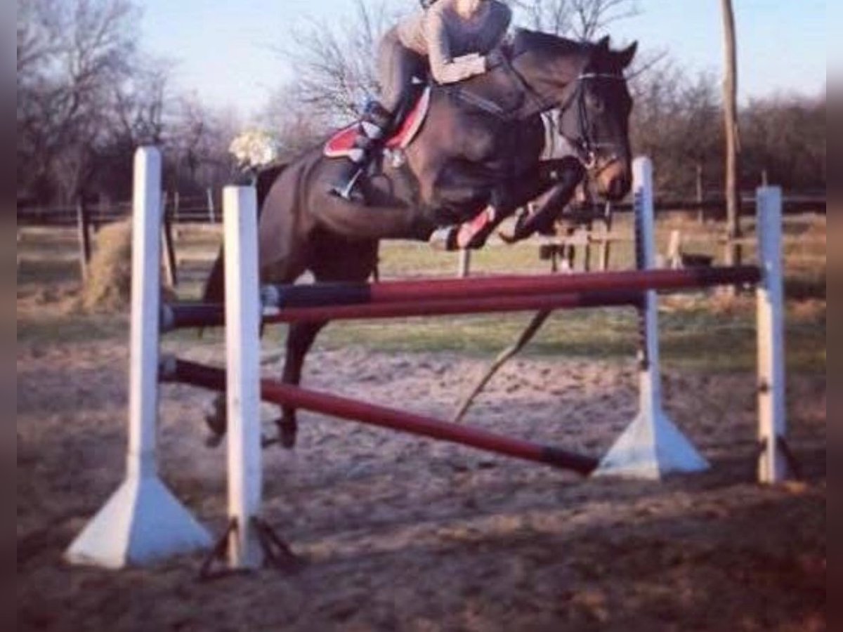 Oldenburg Mare 7 years 16,1 hh Bay-Dark in Csabacsűd Oldenburg Mare 7 years 16,1 hh Bay-Dark in Csabacsűd