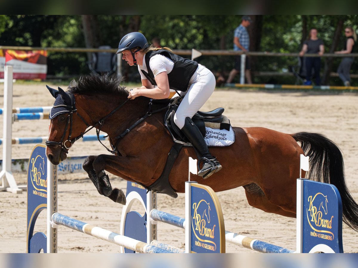 Oldenburg Mare 7 years 16,1 hh Brown in Schenklengsfeld