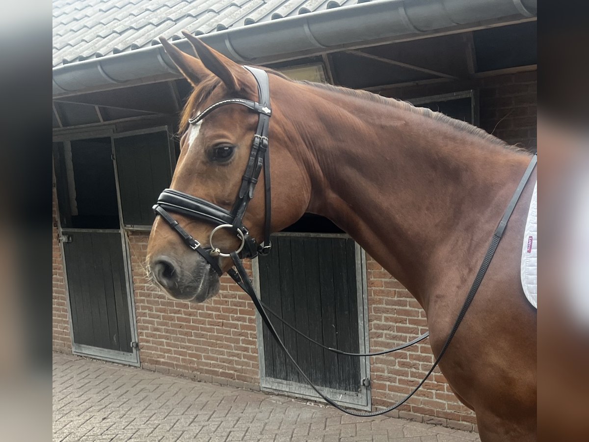Oldenburg Mare 7 years 16,1 hh Chestnut in Den Hout