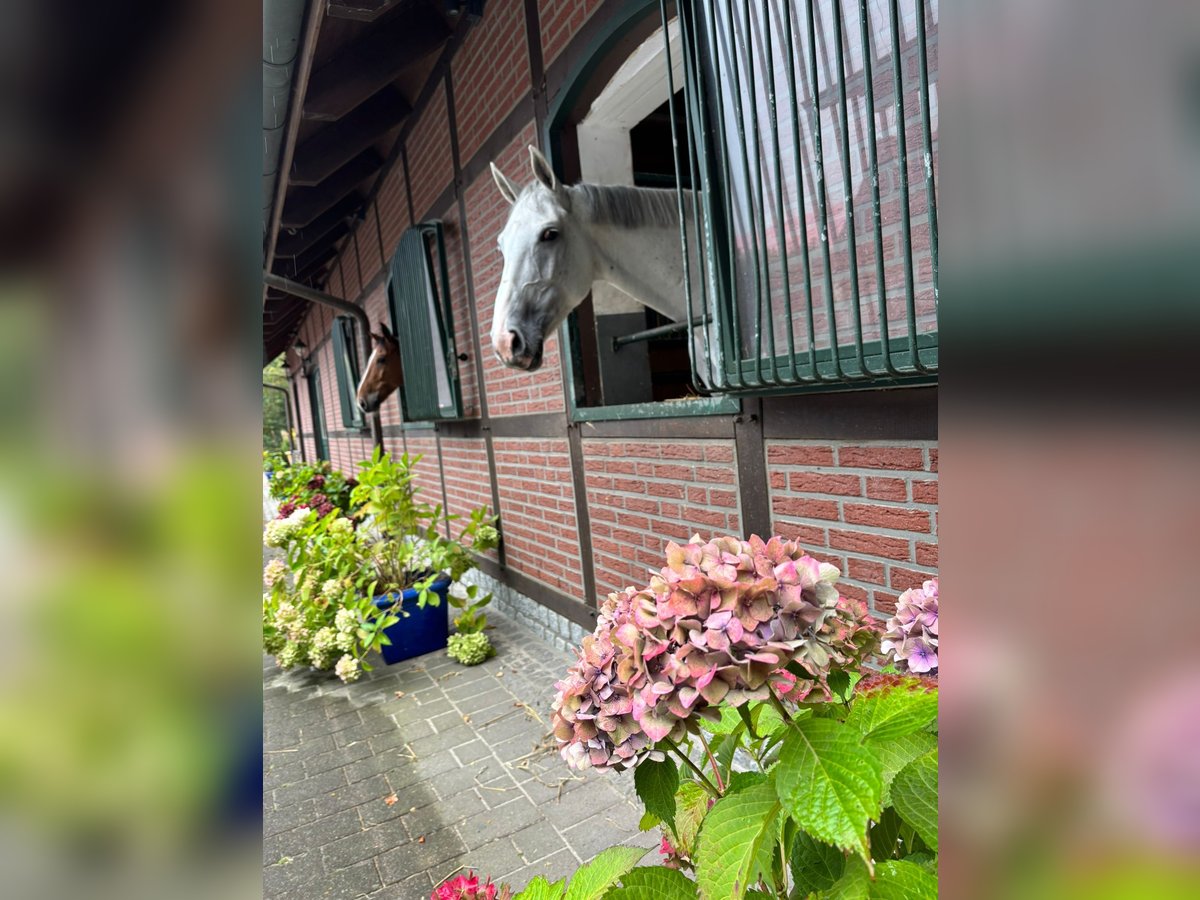 Oldenburg Mare 7 years 16,1 hh Grey in L&#xFC;tjensee
