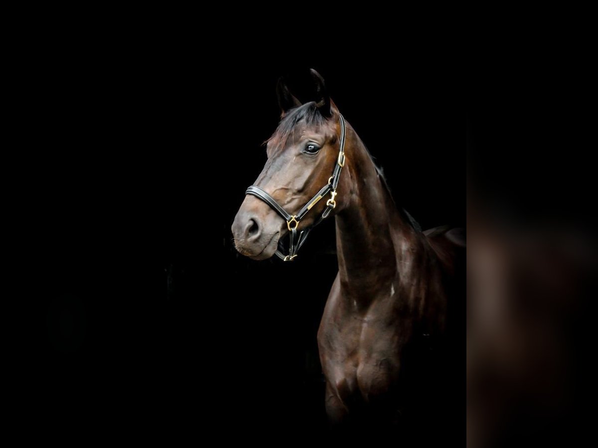 Oldenburg Mare 7 years 16,1 hh Smoky-Black in Lengerich