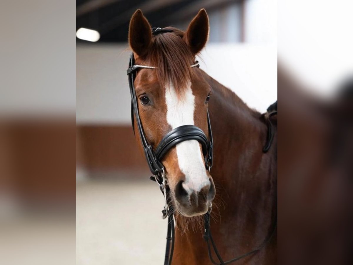 Oldenburg Mare 7 years 16,2 hh Chestnut in Ansager