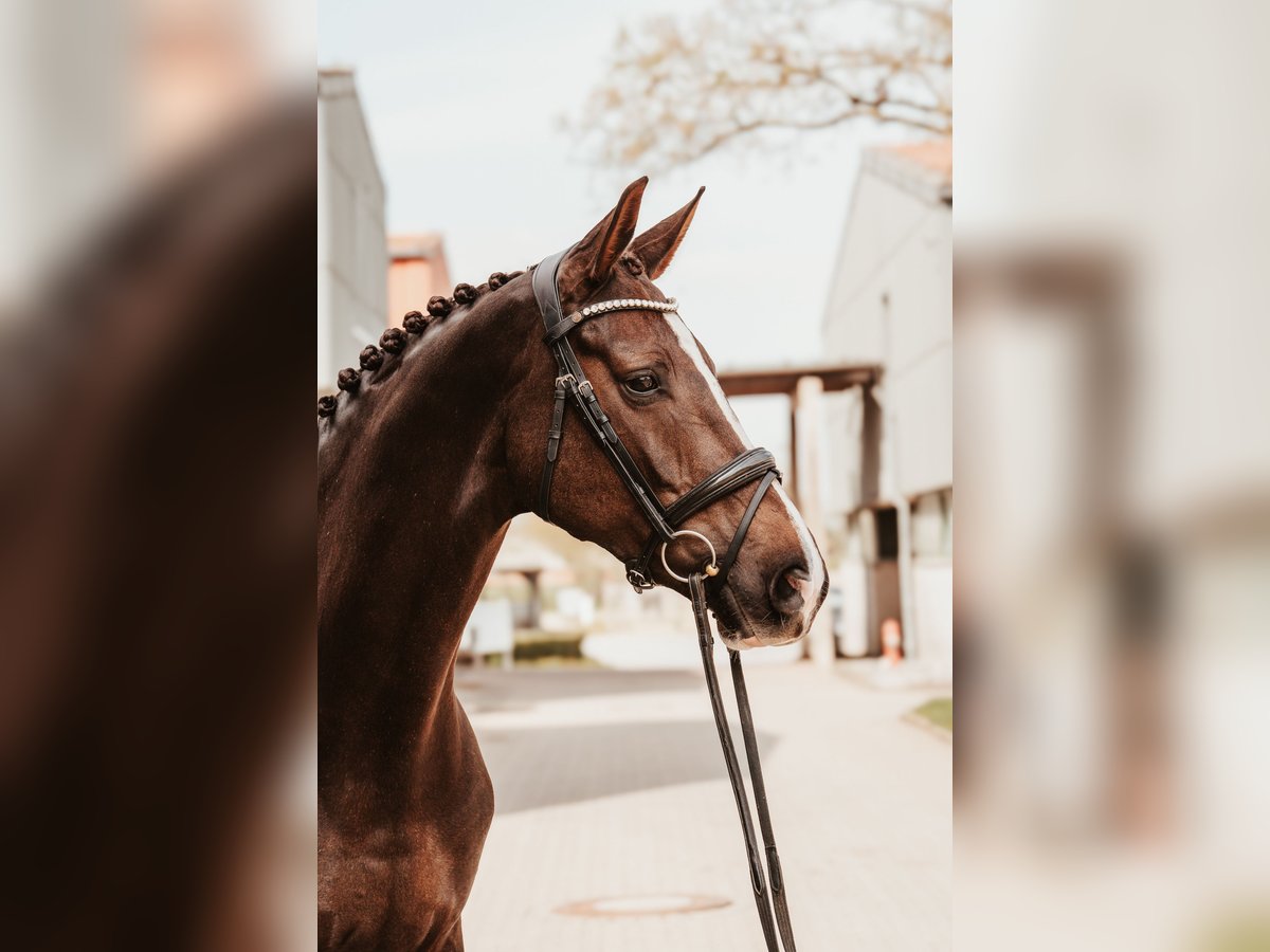 Oldenburg Mare 7 years 16,2 hh Chestnut in Sassenberg