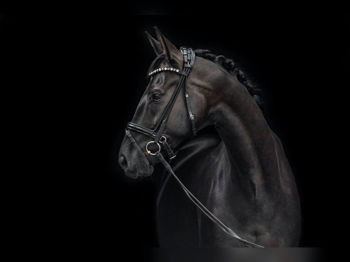Oldenburg Mare 7 years 17,1 hh Black in Hagen