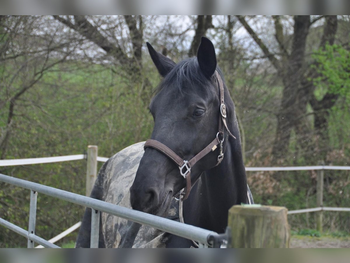 Oldenburg Mare 7 years 17,1 hh Black in Schwerte