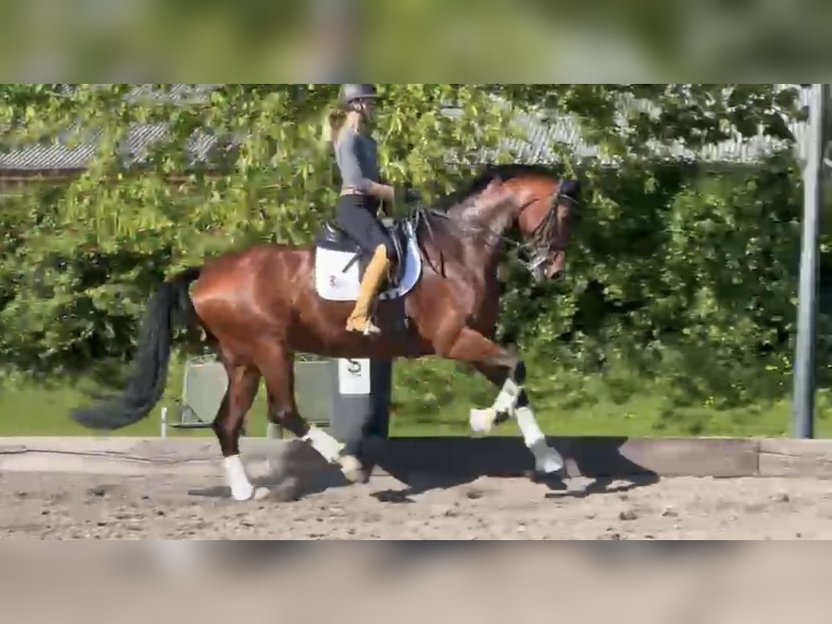 Oldenburg Mare 7 years 17,1 hh Brown in Neuss