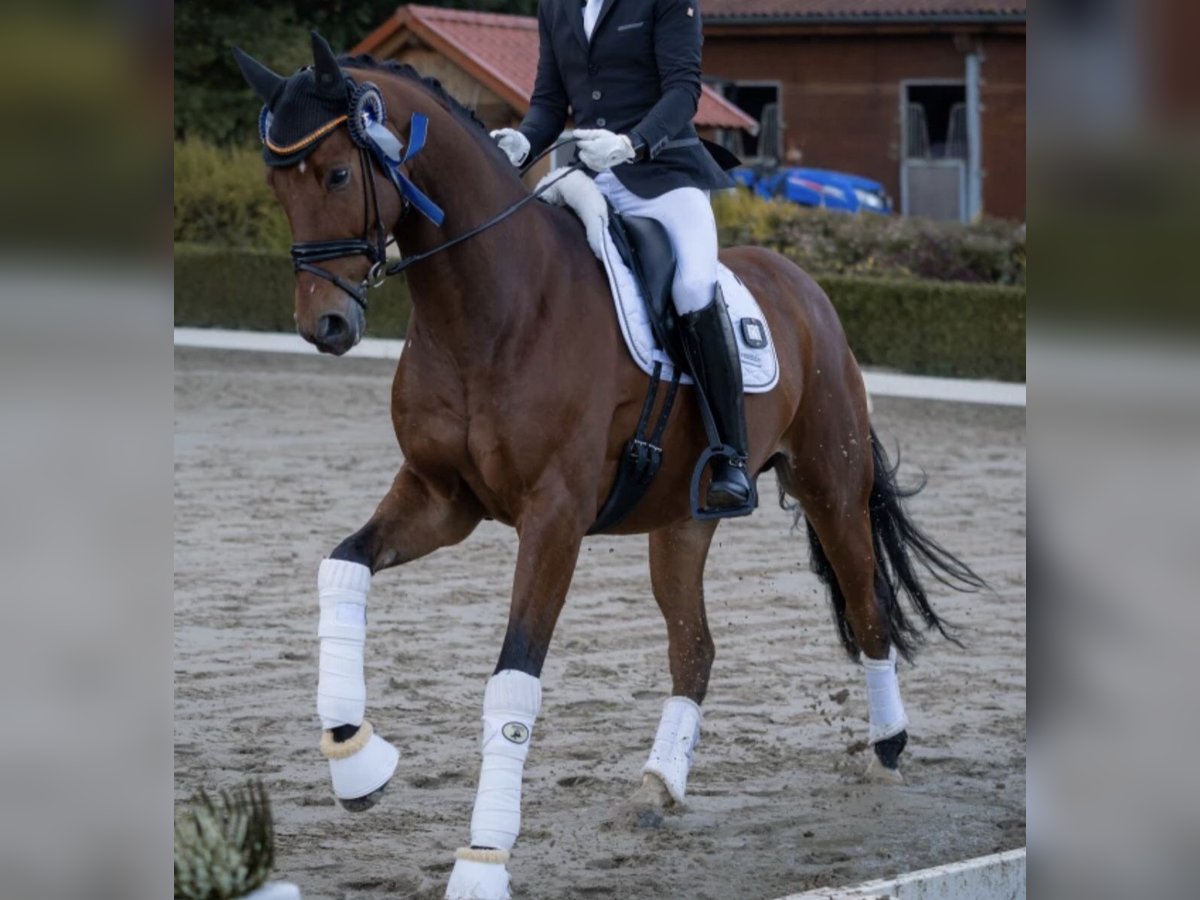 Oldenburg Mare 7 years 17,1 hh Brown in Neuss