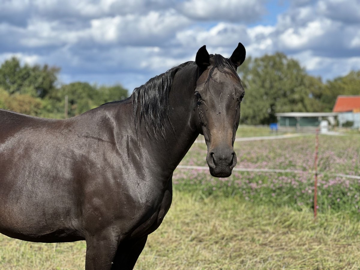 Oldenburg Mare 8 years 15,2 hh Bay-Dark in Kathendorf