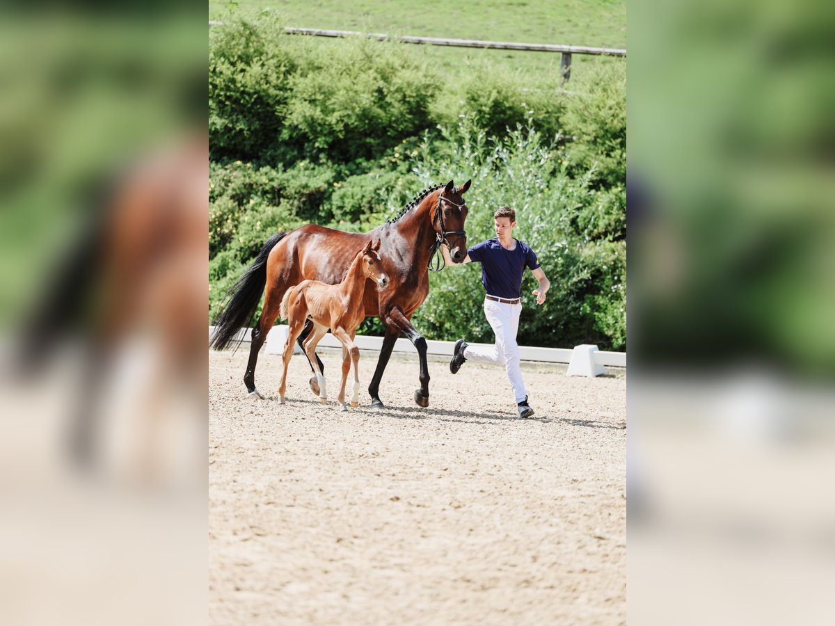 Oldenburg Mare 8 years 16,1 hh Brown in Haag am Hausruck