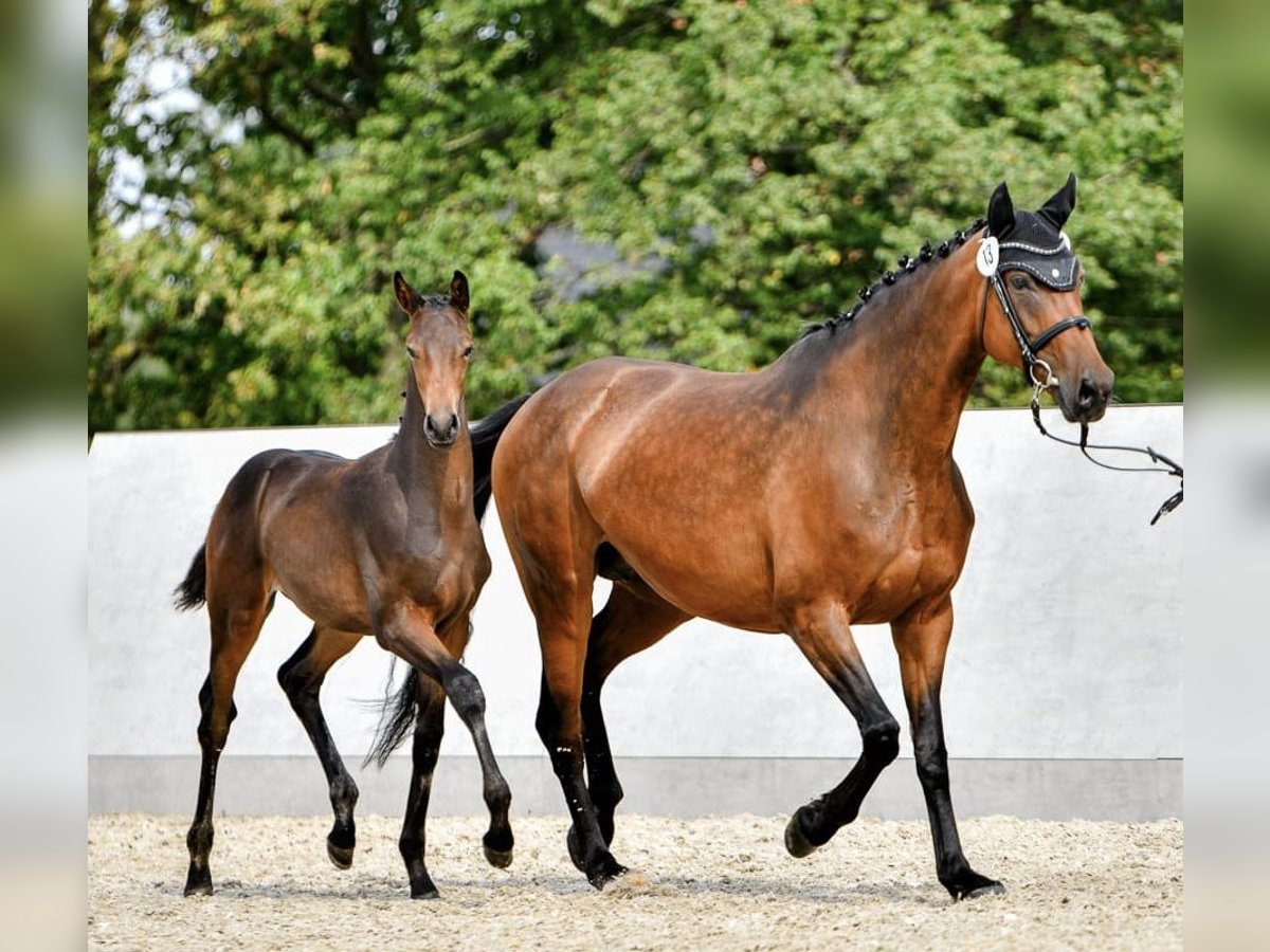 Oldenburg Mare 8 years 16,1 hh Brown in Weida