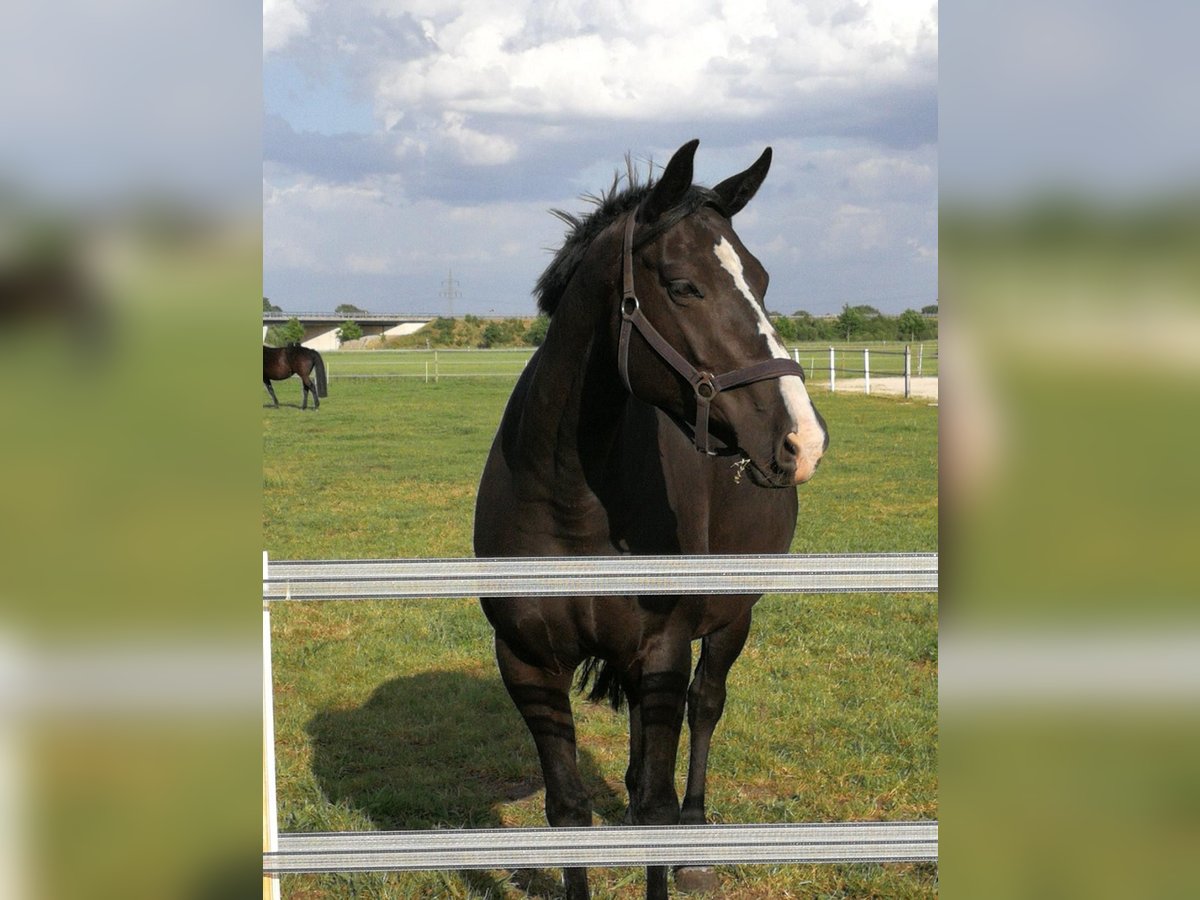 Oldenburg Mare 8 years 16,2 hh Black in Diepholz