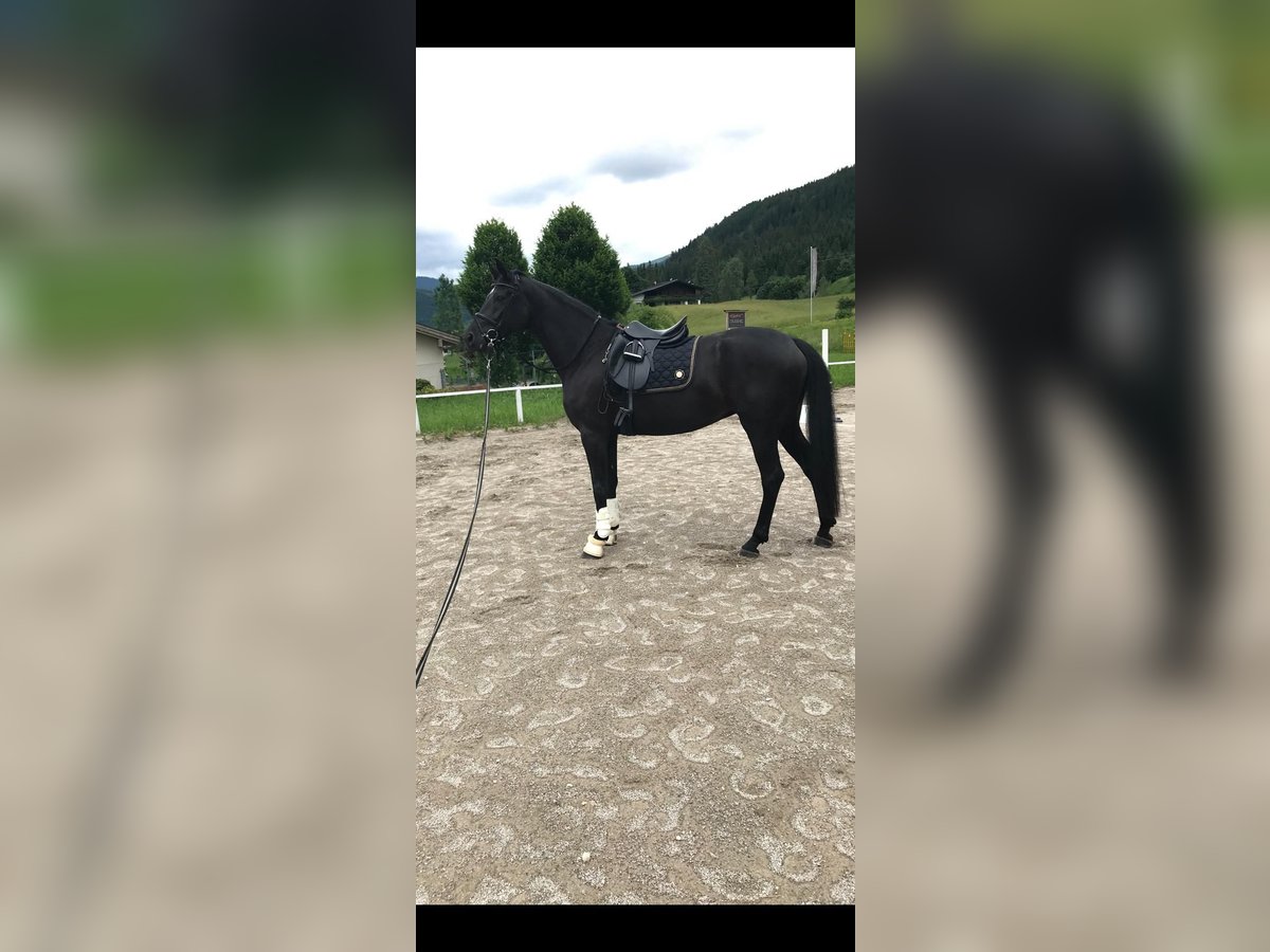 Oldenburg Mare 8 years 16,2 hh Black in Butjadingen