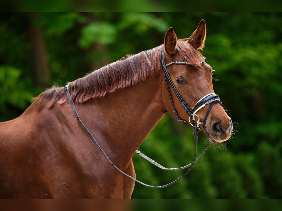 Oldenburg Mare 8 years 16,2 hh Chestnut in Waabs